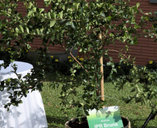 O Instituto Paranaense de Desenvolvimento Rural do Paraná IAPAR-Emater lançou na manhã desta quinta-feira (6), no Show Rural, as cultivares de acerola IPR Bruna, IPR Letícia, IPR Stella e IPR Stephanie. A solenidade de apresentação dos novos materiais contou com a participação do secretário de agricultura e abastecimento Norberto Anacleto Ortigara. - Cascavel, 06/02/2020  -  Foto: Divulgação Iapar