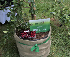 O Instituto Paranaense de Desenvolvimento Rural do Paraná IAPAR-Emater lançou na manhã desta quinta-feira (6), no Show Rural, as cultivares de acerola IPR Bruna, IPR Letícia, IPR Stella e IPR Stephanie. A solenidade de apresentação dos novos materiais contou com a participação do secretário de agricultura e abastecimento Norberto Anacleto Ortigara. - Cascavel, 06/02/2020  -  Foto: Divulgação Iapar