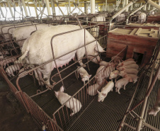 A Secretaria de Estado do Desenvolvimento Sustentável e do Turismo, em conjunto com o Sistema Faep/Senar e entidades representativas do agronegócio no Estado, irão promover uma rodada de eventos sobre o Programa Descomplica Rural nas cidades de Cornélio Procópio, Londrina, Umuarama, Campo Mourão, Ponta Grossa, Guarapuava, Toledo, Maringá e Pato Branco. -  .Foto: Arnaldo Alves/Arquivo AEN
