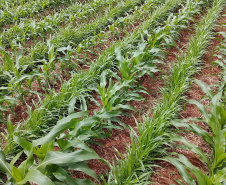 Duas portarias da Secretaria de Política Agrícola do Ministério da Agricultura, Pecuária e Abastecimento, publicadas no final do ano passado, definiram novos Zoneamentos Agrícolas de Risco Climático (Zarc) para o Paraná