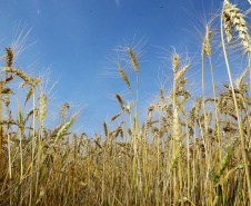 Duas portarias da Secretaria de Política Agrícola do Ministério da Agricultura, Pecuária e Abastecimento, publicadas no final do ano passado, definiram novos Zoneamentos Agrícolas de Risco Climático (Zarc) para o Paraná