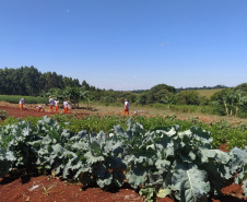 A Penitenciária Estadual de Cascavel (PEC) implementou um novo setor de trabalho para os presos: uma horta orgânica. O objetivo do projeto, denominado ?Volta ao Campo?, é prover uma alimentação com ainda mais qualidade aos detentos e, também, aos servidores do Departamento Penitenciário do Paraná (Depen) lotados na unidade, além da ressocialização, da remição de pena e da profissionalização dos detentos.  -  Cascavel, 28/02/2020  -  Foto: Divulgação Depen PR