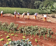 A Penitenciária Estadual de Cascavel (PEC) implementou um novo setor de trabalho para os presos: uma horta orgânica. O objetivo do projeto, denominado ?Volta ao Campo?, é prover uma alimentação com ainda mais qualidade aos detentos e, também, aos servidores do Departamento Penitenciário do Paraná (Depen) lotados na unidade, além da ressocialização, da remição de pena e da profissionalização dos detentos.  -  Cascavel, 28/02/2020  -  Foto: Divulgação Depen PR
