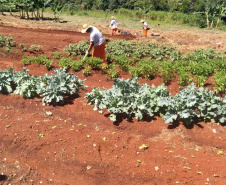 A Penitenciária Estadual de Cascavel (PEC) implementou um novo setor de trabalho para os presos: uma horta orgânica. O objetivo do projeto, denominado ?Volta ao Campo?, é prover uma alimentação com ainda mais qualidade aos detentos e, também, aos servidores do Departamento Penitenciário do Paraná (Depen) lotados na unidade, além da ressocialização, da remição de pena e da profissionalização dos detentos.  -  Cascavel, 28/02/2020  -  Foto: Divulgação Depen PR