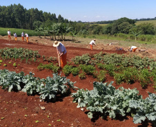 A Penitenciária Estadual de Cascavel (PEC) implementou um novo setor de trabalho para os presos: uma horta orgânica. O objetivo do projeto, denominado ?Volta ao Campo?, é prover uma alimentação com ainda mais qualidade aos detentos e, também, aos servidores do Departamento Penitenciário do Paraná (Depen) lotados na unidade, além da ressocialização, da remição de pena e da profissionalização dos detentos.  -  Cascavel, 28/02/2020  -  Foto: Divulgação Depen PR