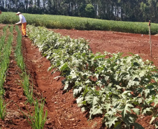 A Penitenciária Estadual de Cascavel (PEC) implementou um novo setor de trabalho para os presos: uma horta orgânica. O objetivo do projeto, denominado ?Volta ao Campo?, é prover uma alimentação com ainda mais qualidade aos detentos e, também, aos servidores do Departamento Penitenciário do Paraná (Depen) lotados na unidade, além da ressocialização, da remição de pena e da profissionalização dos detentos.  -  Cascavel, 28/02/2020  -  Foto: Divulgação Depen PR