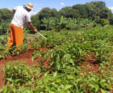 A Penitenciária Estadual de Cascavel (PEC) implementou um novo setor de trabalho para os presos: uma horta orgânica. O objetivo do projeto, denominado ?Volta ao Campo?, é prover uma alimentação com ainda mais qualidade aos detentos e, também, aos servidores do Departamento Penitenciário do Paraná (Depen) lotados na unidade, além da ressocialização, da remição de pena e da profissionalização dos detentos.  -  Cascavel, 28/02/2020  -  Foto: Divulgação Depen PR