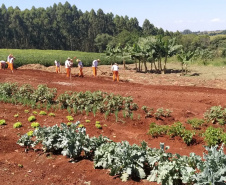 A Penitenciária Estadual de Cascavel (PEC) implementou um novo setor de trabalho para os presos: uma horta orgânica. O objetivo do projeto, denominado ?Volta ao Campo?, é prover uma alimentação com ainda mais qualidade aos detentos e, também, aos servidores do Departamento Penitenciário do Paraná (Depen) lotados na unidade, além da ressocialização, da remição de pena e da profissionalização dos detentos.  -  Cascavel, 28/02/2020  -  Foto: Divulgação Depen PR