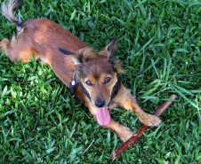 Cuidados de higiene devem ser estendidos a animais domésticos. Foto: Rodrigo Felix Leal