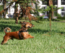 Cuidados de higiene devem ser estendidos a animais domésticos. Foto: Rodrigo Felix Leal