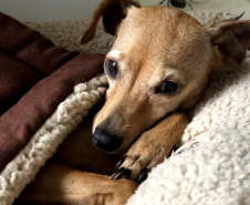 Cuidados de higiene devem ser estendidos a animais domésticos. Foto: Divulgação?AEN