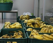 Escolas da rede estadual distribuem kits da merenda. Foto:SEED