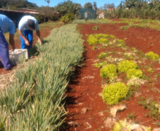 Parceria garante doação de pães e kits de hortaliças em Cascavel. Foto: Depen