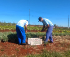 Parceria garante doação de pães e kits de hortaliças em Cascavel. Foto: Depen