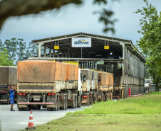Porto de Paranaguá bate recorde em movimento de caminhões
. Foto: Claudio Neves/Portos do Paraná