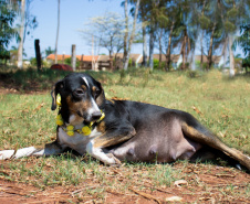 Foto: ONG Bicho Bom - Terra Rica