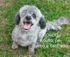 Foto: ONG Corbélia Proteção Animal
