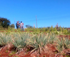 Horta da PIC ganha conceito de reaproveitamento e sustentabilidade. Foto:Depen