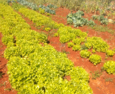 Horta da PIC ganha conceito de reaproveitamento e sustentabilidade. Foto:Depen