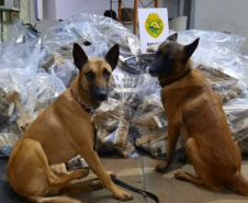 BPFron completa oito anos de atuação com mais de 66 toneladas de drogas apreendidas. Foto:SESP