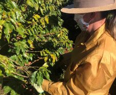 Mulheres do Oeste do Paraná se unem para produzir café especial. Foto:SEAB