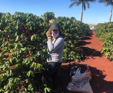 Mulheres do Oeste do Paraná se unem para produzir café especial. Foto:SEAB