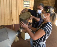 Mulheres do Oeste do Paraná se unem para produzir café especial. Foto:SEAB