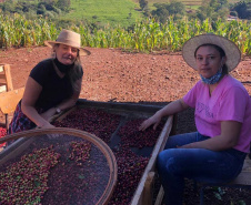 Mulheres do Oeste do Paraná se unem para produzir café especial. Foto:SEAB