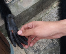 Governo investe R$ 1 milhão na proteção da fauna silvestre. Foto: IAT