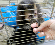 Governo investe R$ 1 milhão na proteção da fauna silvestre. Foto: IAT