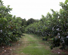 Fruticultura ganha força com apoio do Governo do Estado.Plantação de goiaba. Foto:Jaelson Lucas / AEN