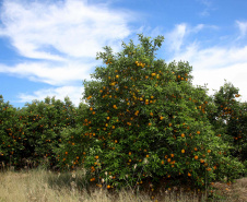 Fruticultura ganha força com apoio do Governo do Estado. Plantação de laranjas.. Foto:Jaelson Lucas / AEN