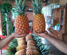 Fruticultura ganha força com apoio do Governo do Estado. Plantação de laranjas.Foto:SEAB