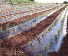 Fruticultura ganha força com apoio do Governo do Estado. Plantação de laranjas.Foto:SEAB