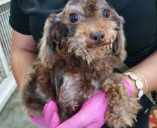 PCPR resgata cerca de 400 animais no primeiro semestre de 2020
. Foto:PCPR