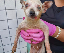 PCPR resgata cerca de 400 animais no primeiro semestre de 2020
. Foto:PCPR