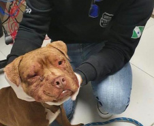 PCPR resgata cerca de 400 animais no primeiro semestre de 2020
. Foto:PCPR
