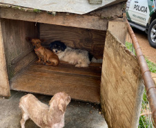 PCPR resgata cerca de 400 animais no primeiro semestre de 2020
. Foto:PCPR