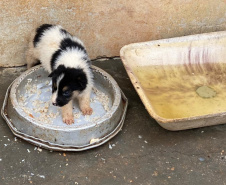 PCPR resgata cerca de 400 animais no primeiro semestre de 2020
. Foto:PCPR