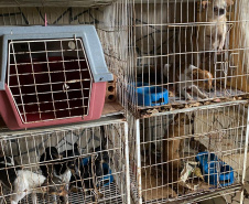 PCPR resgata cerca de 400 animais no primeiro semestre de 2020
. Foto:PCPR