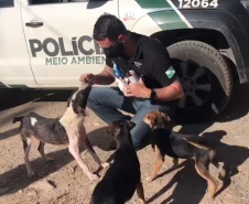 PCPR resgata cerca de 400 animais no primeiro semestre de 2020
. Foto:PCPR