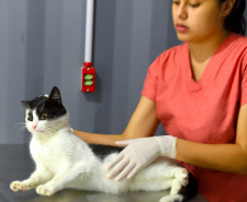 15 mil animais serão castrados até o fim do ano. Foto: Denis Ferreira Netto/SEDEST