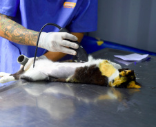 15 mil animais serão castrados até o fim do ano. Foto: Denis Ferreira Netto/SEDEST
