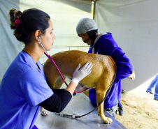 15 mil animais serão castrados até o fim do ano. Foto: Denis Ferreira Netto/SEDEST