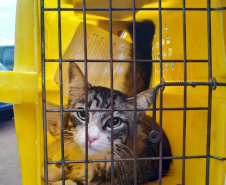 15 mil animais serão castrados até o fim do ano. Foto: SEDEST