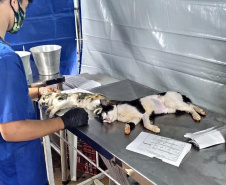 15 mil animais serão castrados até o fim do ano. Foto: SEDEST