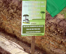 Pinheira de Pedra.Foto: Divulgação/IAT
