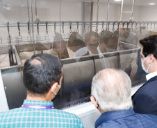 O governador Carlos Massa Ratinho Junior visitou nesta segunda-feira (13) o frigorífico Levo Alimentos, em Umuarama, inaugurado na semana passada, e destacou a geração de empregos no setor.