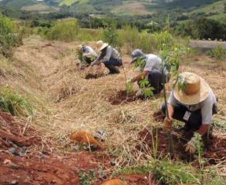 Paraná é premiado por projeto de recuperação de áreas degradadas. Foto:Copel