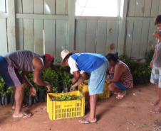 Apoio a famílias rurais é destacado no Dia do Agricultor
.Foto:SEJUF